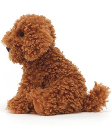 Cooper Labradoodle Dog